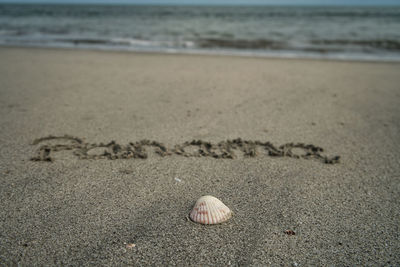 Close-up of shells on sand at beach