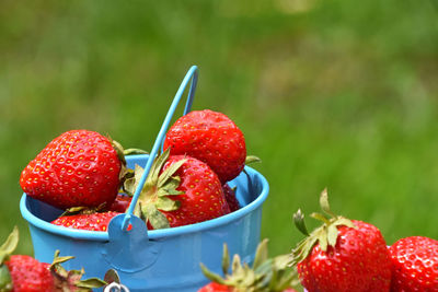 Close-up of red strawberries in bucket