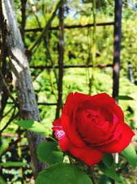 Close-up of red rose