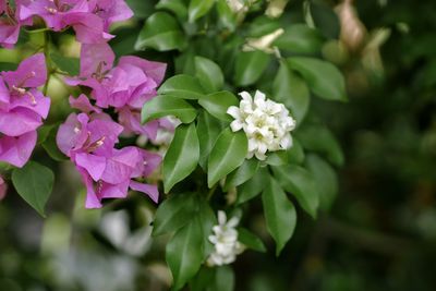 Close-up of pink flowering plant