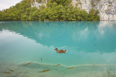 Ducks swimming in lake