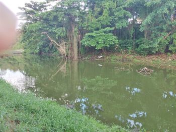 Scenic view of lake in forest