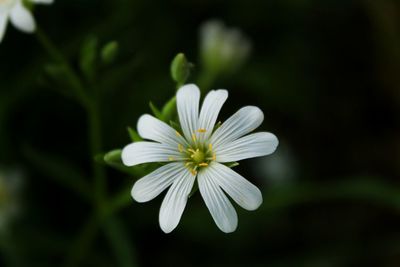 Close-up of white flowering plant