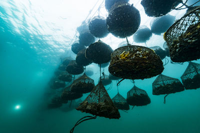 View of jellyfish swimming in sea