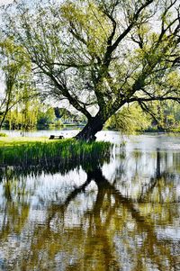 Tree by lake