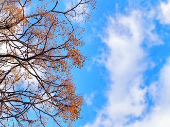 Low angle view of tree against blue sky