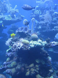 Jellyfish swimming in sea