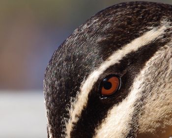 Close-up of cropped eagle