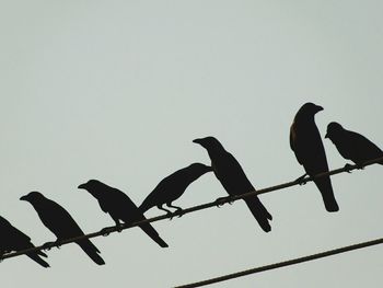 Low angle view of birds perching on tree