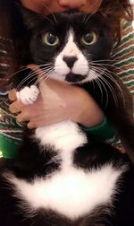 Close-up portrait of cat