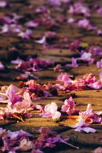 Full frame shot of pink flowering plants