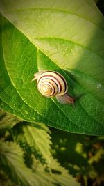 Close-up of snail on plant