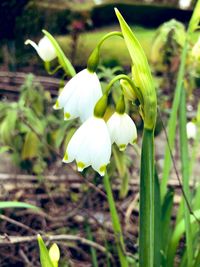 Close-up of white flowering plant on field