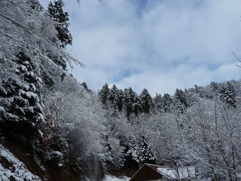 Trees in forest against sky during winter