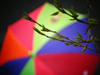 Close-up of red leaves