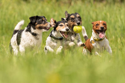 Dogs running in a field