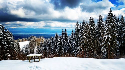 Pine trees on snow covered land against sky