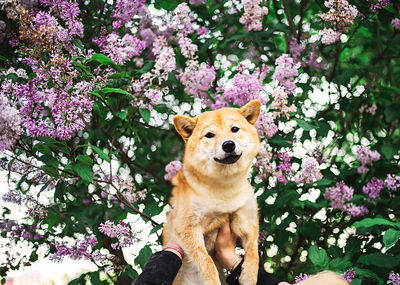 Portrait of a dog