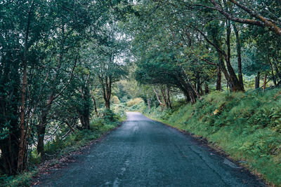 Road amidst trees in forest
