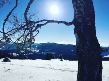 Trees on snow covered landscape against sky