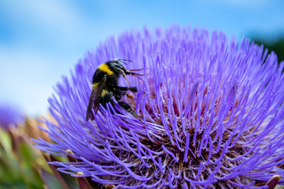 Close-up of bee pollinating on purple flower