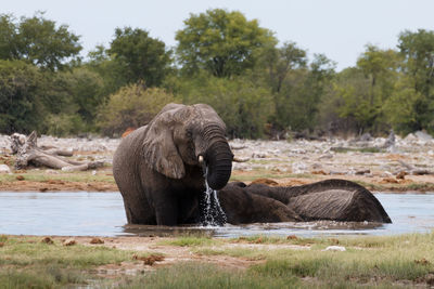 View of elephant drinking water