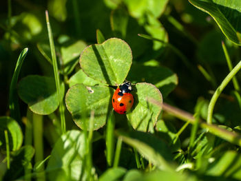 Close-up of ladybug on leaf