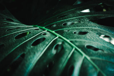 Close-up of wet leaves