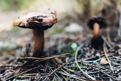 Close-up of mushroom growing on field