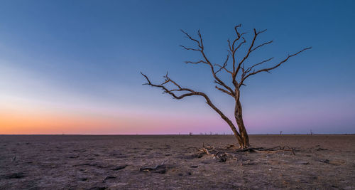 Bare tree on landscape against sky during sunset