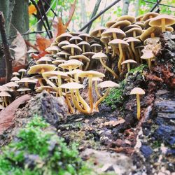 Close-up of mushroom growing in forest