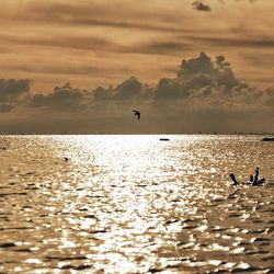 Silhouette birds flying over sea against sky