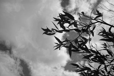 Low angle view of flowering plant against sky