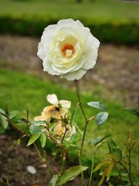 Close-up of white rose blooming outdoors