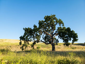 Tree on field against clear sky