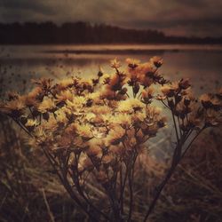 Close-up of plant against lake at sunset