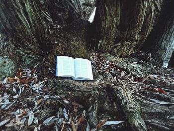 Old tree trunk