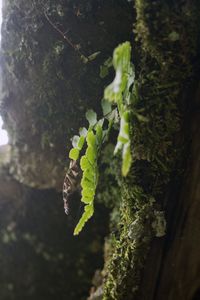 Close-up of insect on tree trunk