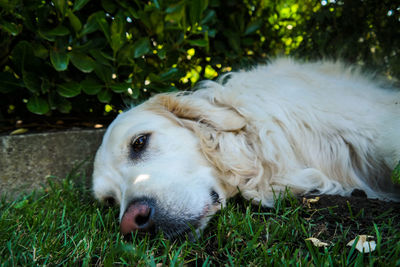 Dog resting on grass