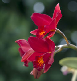 Close-up of red rose flower