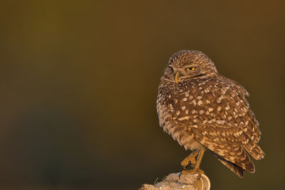 Close-up of owl