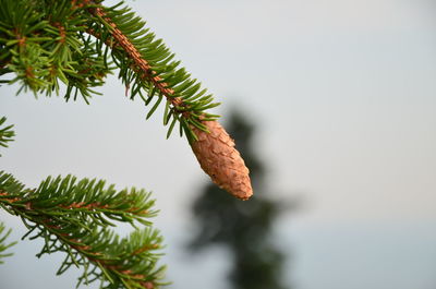 Close-up of leaves on tree