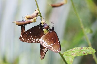 Close-up of butterfly on plant