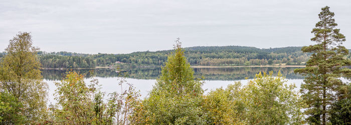 Reflection of trees in calm lake