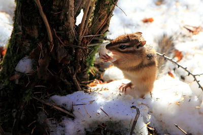 Side view of a squirrel on snow