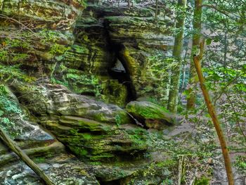 Moss covered rocks in forest