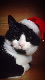 Close-up of white cat