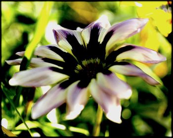 Close-up of purple flowers blooming outdoors