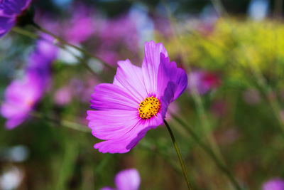 Close-up of pink cosmos flower blooming outdoors