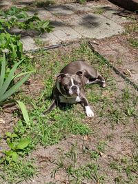 High angle view of dog on field